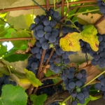 dsc02066_37240263062_o