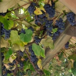 dsc02067_37240262632_o