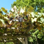 Thermenlandtreffen_2019_-6